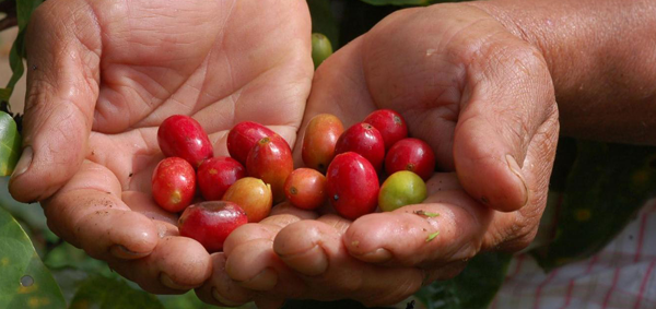 Test koffie