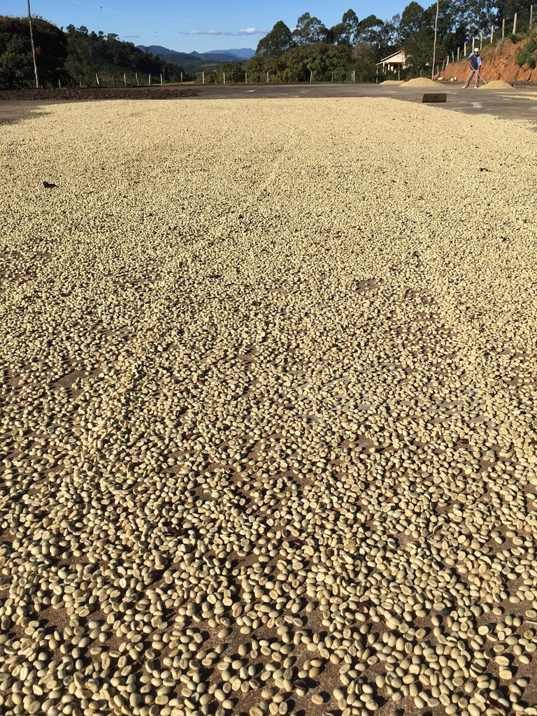 Bota Fora - Brazilië - 250gr